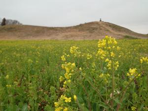 琵琶塚古墳と菜の花