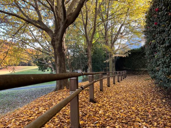 寺野東遺跡の紅葉