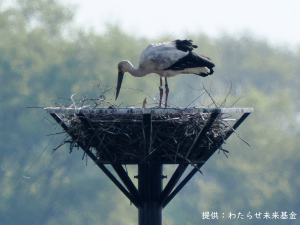 確認されたヒナの姿