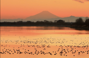 水鳥たちの夕暮れ