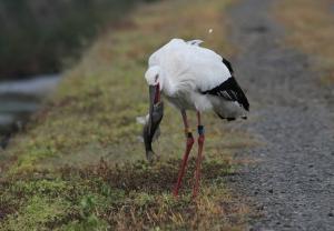 飛来したコウノトリひかる