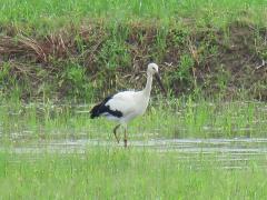 コウノトリひかる5