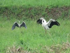 コウノトリひかるとアオサギ