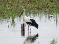 コウノトリひかる6