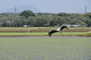 飛来したコウノトリコウノトリ