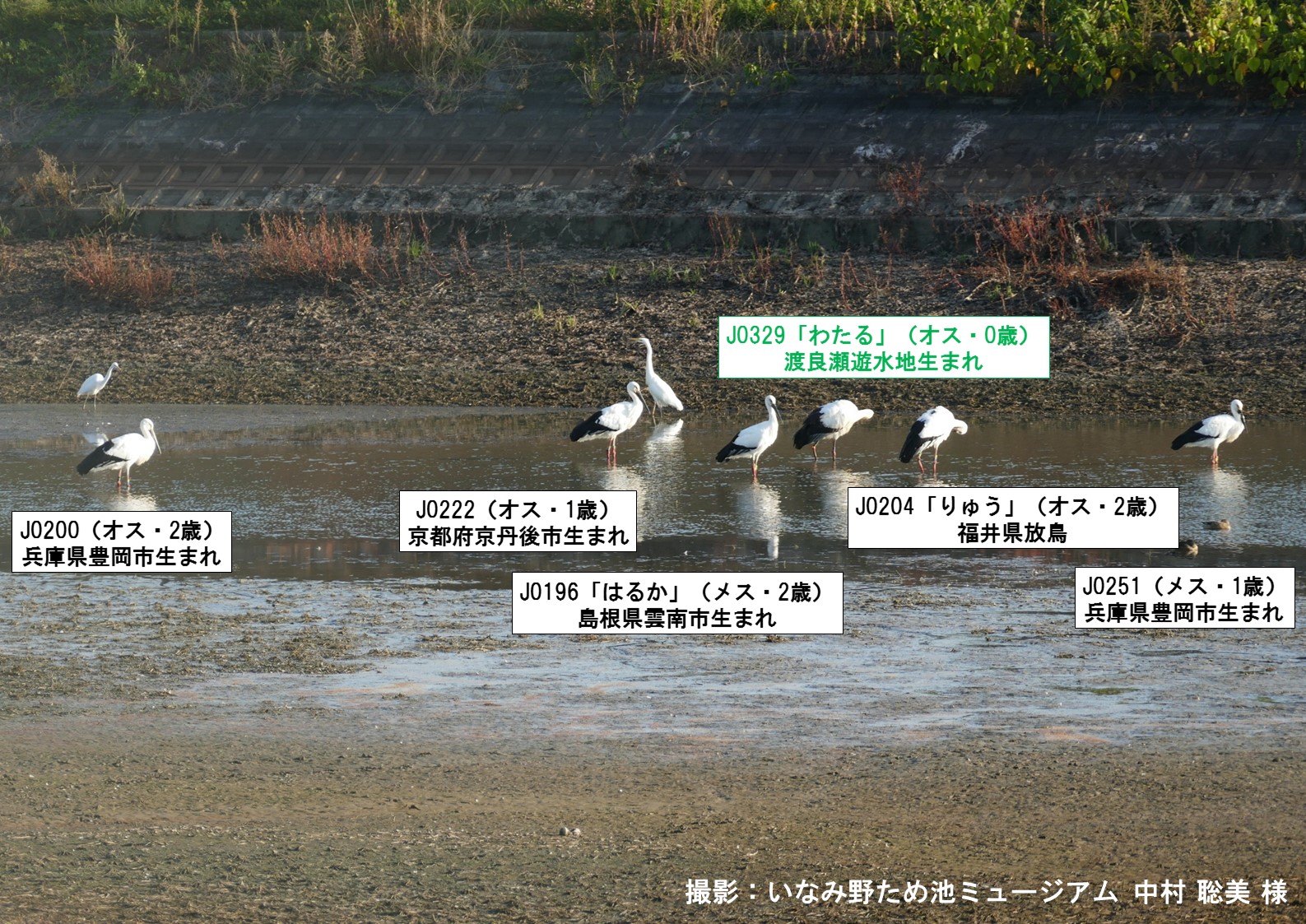 兵庫県明石市大久保町「片淵池」