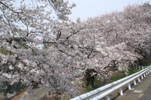 令和3年3月桜02