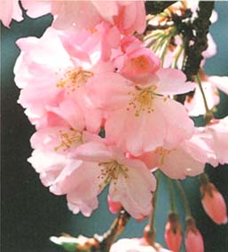 オモイガワザクラの写真（花弁）