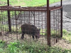 イノシシの捕獲活動について