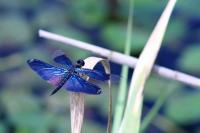 チョウトンボ（栃木県：要注目 ※2011は栃木県準絶滅きぐ種でした。）