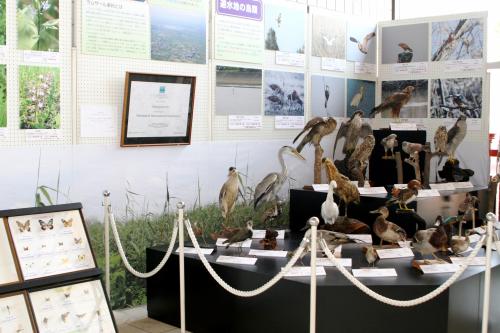 同時開催！渡良瀬遊水地の動植物も展示しています。