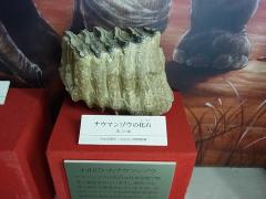 ナウマンゾウの化石（第三臼歯）