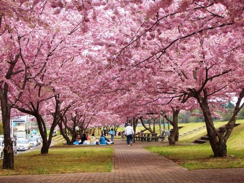 おやま二千本桜まつり