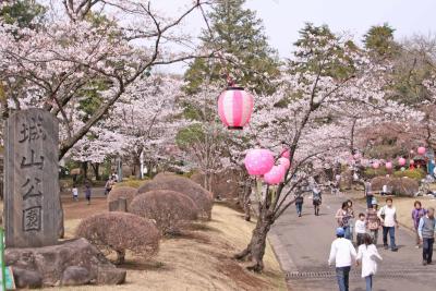 城山公園（ソメイヨシノ）