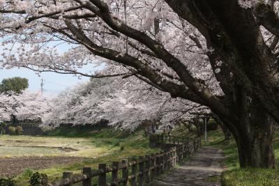 山下通り（思川桜・ソメイヨシノ）