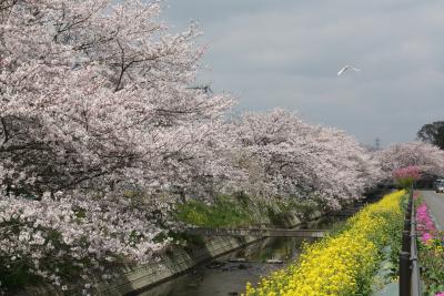 豊穂川沿いの桜並木（ソメイヨシノ）