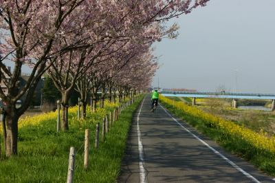 思川流域堤防（思川桜）