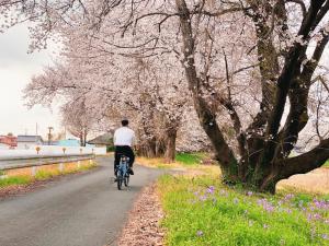 間中桜並木