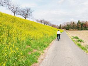 間々田思川の桜並木