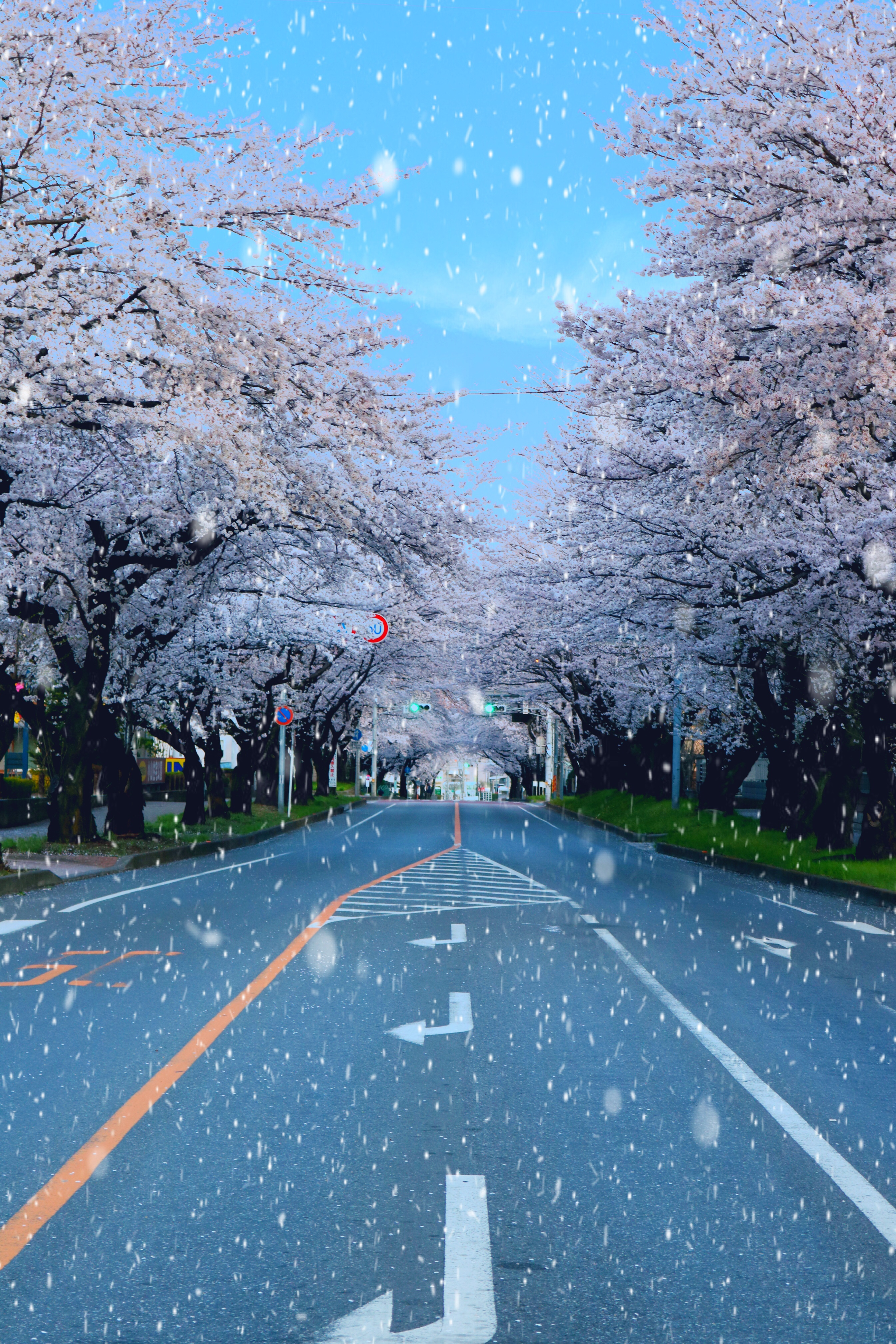 小山の桜フォトコン（2022）4