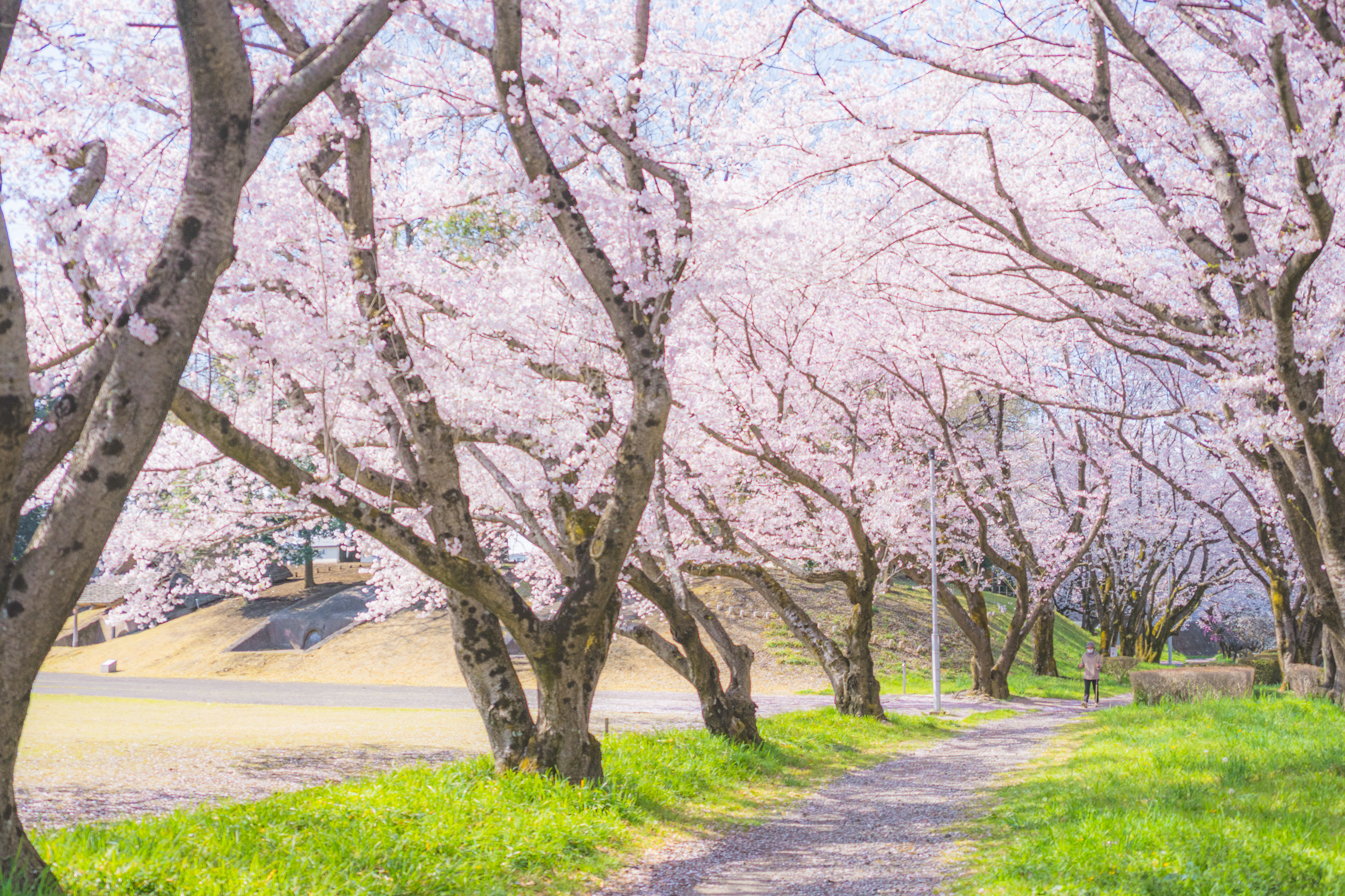 小山の桜フォトコン（2022）8