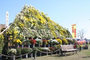 小山市菊花大会