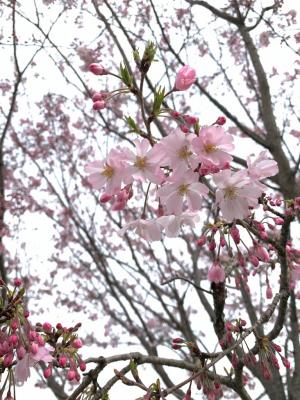 思川桜3分咲き（4月6日）