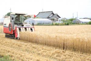 ビール麦の収穫