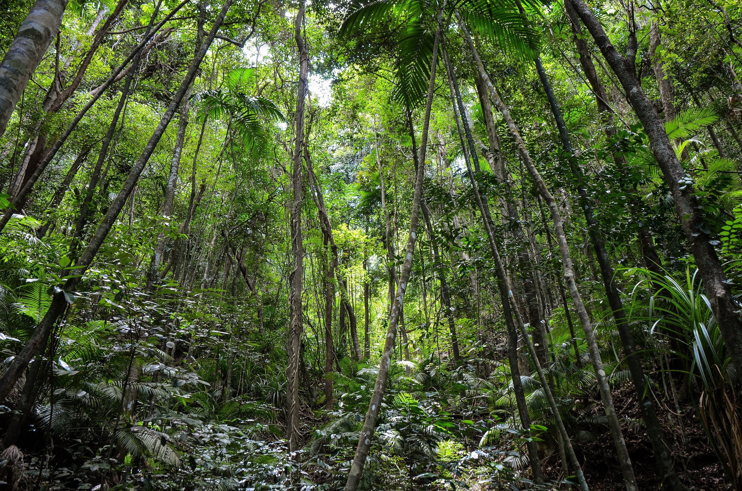 世界最古の熱帯雨林