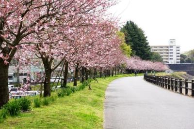 小山市役所西側思川桜堤_思川桜