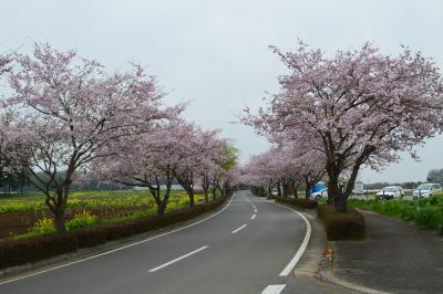市道221号線沿いの桜並木_思川桜