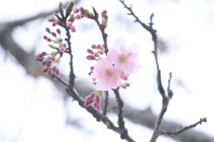 思川桜開花（3月28日）