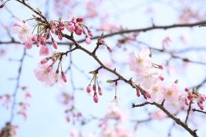 思川桜三部咲き（3月31日）