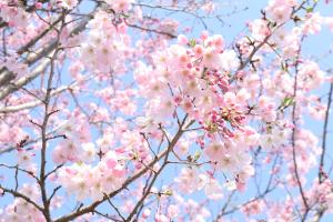 思川桜七分咲き（4月3日）