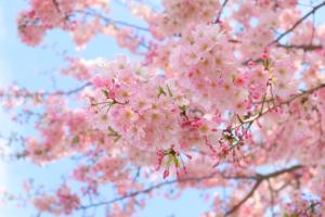 思川桜見ごろ・満開（4月5日）