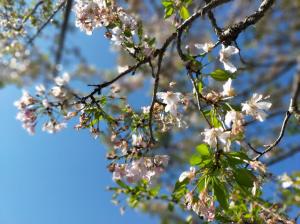 思川桜終わり（4月10日）