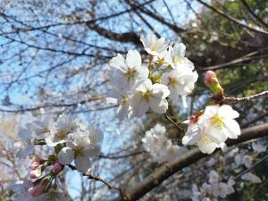 ソメイヨシノ七分咲き（3月22日）