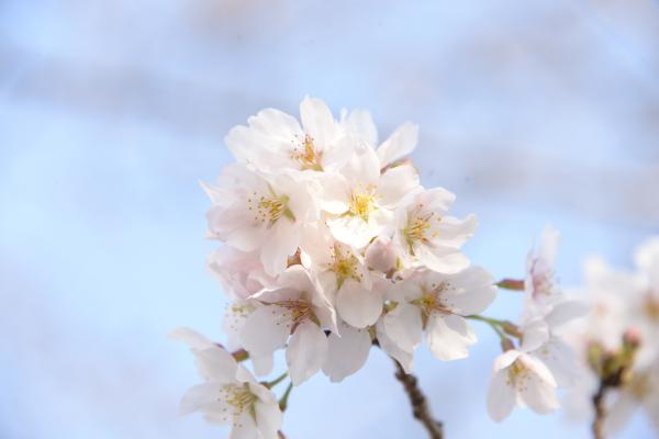 2024ｰ03ｰ29 桜開花宣言