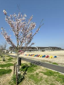 豊田小_思川桜1