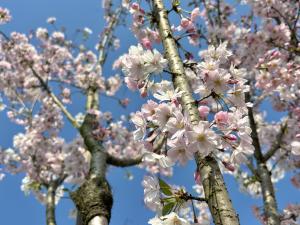 豊田小_思川桜2