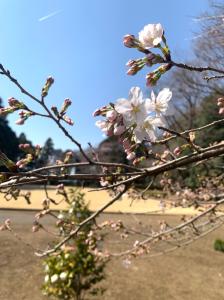 070326_ソメイヨシノ_開花