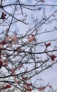 070327_ソメイヨシノ_3分咲き