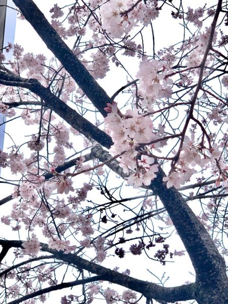 070328_ソメイヨシノ_7分咲