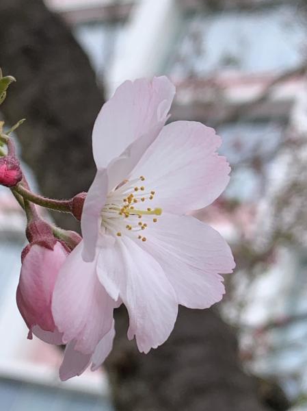 070407_思川桜_開花
