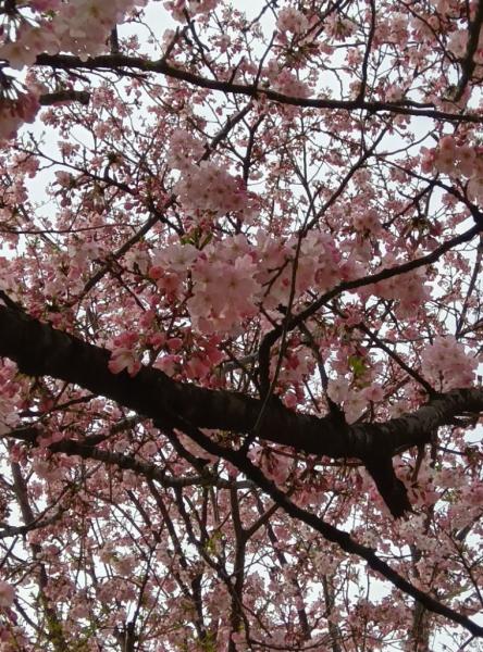070411_思川桜_7分咲き