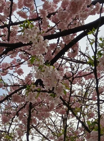 070414_思川桜_満開