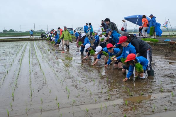 田植え1