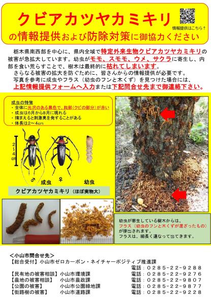 クビアカツヤカミキリチラシ（表）