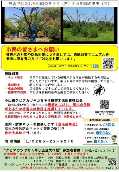 クビアカツヤカミキリチラシ（裏）
