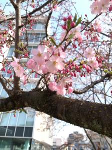 思川桜三分咲き